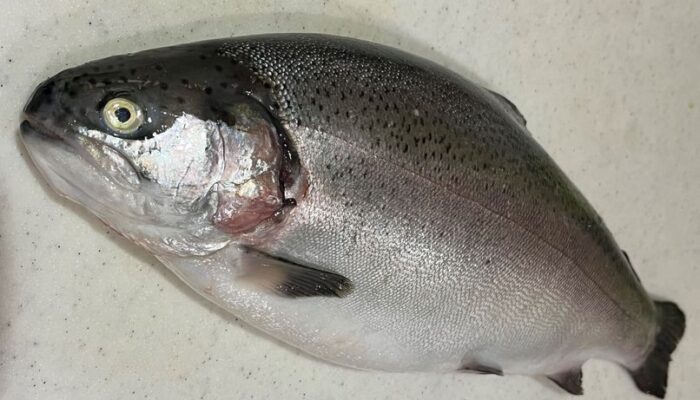 私の春告げ魚、玄海サーモン。